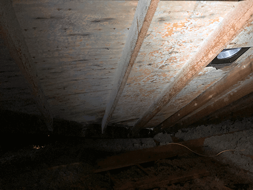 attic mold removal