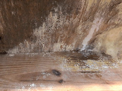 Mold removal in crawl space