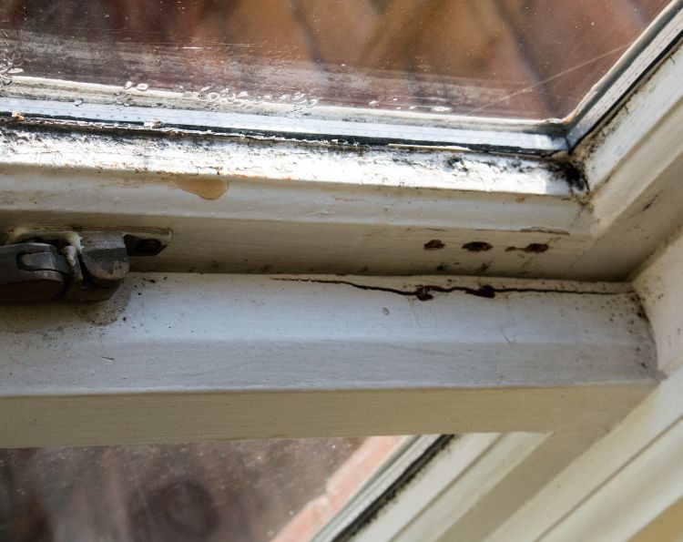 Why Mold Inspections are Essential for New Home Buyers in Glen Allen