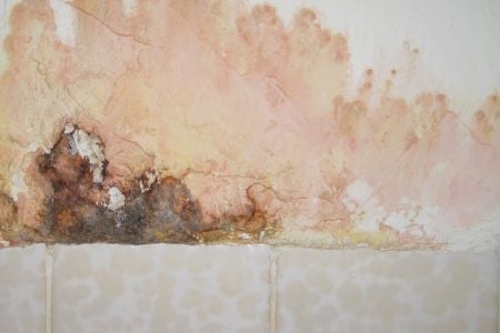 Mold Inspections for Stillwater Area Properties and Insurance